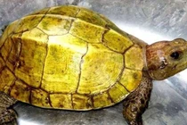  Sự thật về công dụng của thịt rùa vàng 