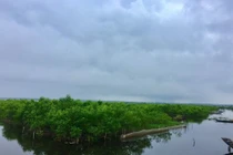 Đến năm 2030, cả nước trồng mới 20 nghìn ha rừng ven biển (ảnh minh họa).