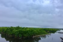 Đến năm 2030, cả nước trồng mới 20 nghìn ha rừng ven biển (ảnh minh họa).