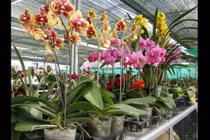 Chăm sóc lan tươi lâu