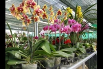 Chăm sóc lan tươi lâu