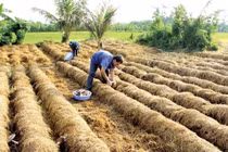 Cám công nghiệp làm từ rơm rạ