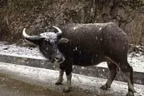 Nhìn "đàn trâu băng", thương người dân vùng cao