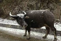 Nhìn "đàn trâu băng", thương người dân vùng cao