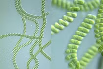 Ảnh hưởng của đèn LED đến các chủng tảo xoắn Spirulina