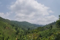 Lạ kỳ chuyện "không làm vẫn có ăn" của Lâm trường Ngân Sơn