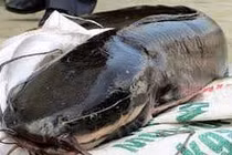 Cá khủng dễ tích tụ độc tố