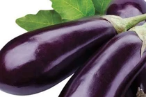 Cà tím chống lão suy, trị bệnh gan mật