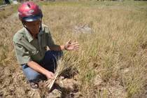 Bộ TN&MT báo cáo “khẩn” tình trạng hạn hán, xâm nhập mặn