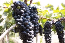  Nho giúp cơ thể thải độc 