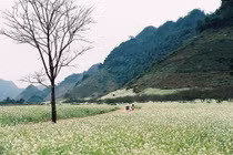 ​​​​​​​Thương cho những cây cải