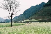 ​​​​​​​Thương cho những cây cải