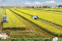 Nhận chuyển nhượng đất nông nghiệp vượt hạn mức phạt 50 triệu đồng