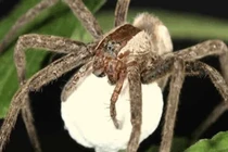 Nhện nướng chữa sâu răng