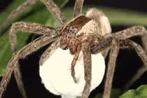 Nhện nướng chữa sâu răng