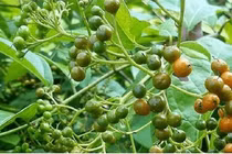  Vật liệu nano từ tính bọc vàng – xạ đen ức chế ung thư