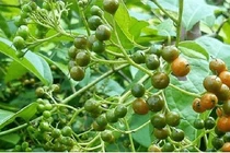  Vật liệu nano từ tính bọc vàng – xạ đen ức chế ung thư