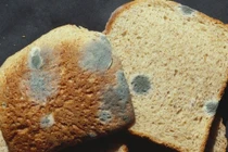 Điều kiện lý tưởng để nấm mốc phát triển