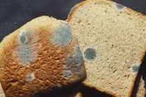 Điều kiện lý tưởng để nấm mốc phát triển