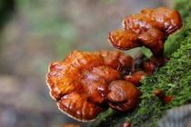 Sai lầm phổ biến khiến nấm linh chi vô tác dụng