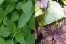 Hết ngứa lại đau bụng