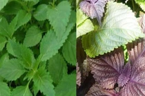 Hết ngứa lại đau bụng