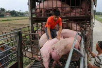 Giá lợn hơi giảm mạnh
