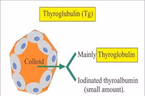  Anti-Thyroglobulin tăng có phải ung thư?
