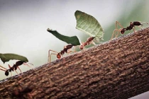 Cách đi tìm thức ăn của kiến