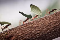 Cách đi tìm thức ăn của kiến