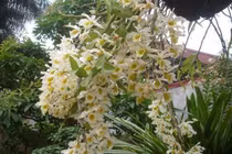 Trồng phong lan bản địa 