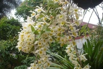 Trồng phong lan bản địa 