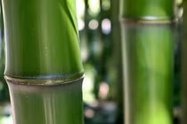 Tre, nguyên liệu thay thế polymer