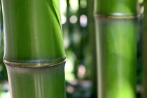 Tre, nguyên liệu thay thế polymer