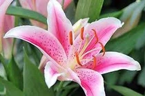  Đau đầu vì hoa ly