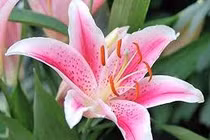  Đau đầu vì hoa ly