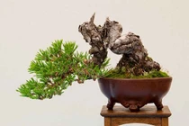 Bón phân cho cây bonsai