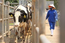 Thêm 1.650 bò sữa, Tập đoàn TH hướng tới mục tiêu kép “vừa thắng dịch vừa tăng trưởng” 