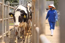 Thêm 1.650 bò sữa, Tập đoàn TH hướng tới mục tiêu kép “vừa thắng dịch vừa tăng trưởng” 