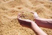 Sửa gene trong hạt đỗ tương để dễ tiêu hóa