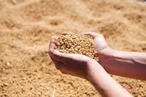 Sửa gene trong hạt đỗ tương để dễ tiêu hóa