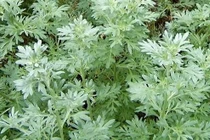 Ngải cứu trắng trị tê bì