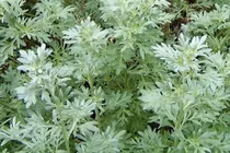 Ngải cứu trắng trị tê bì