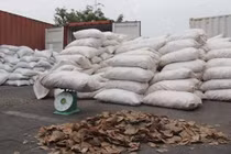 Hải Phòng: Bắt giữ khối lượng vảy tê tê lớn nhất từ trước đến nay