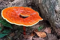 Nấm linh chi tăng cường hệ miễn dịch