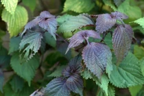 Túa mồ hôi lạnh vì ăn cháo tía tô