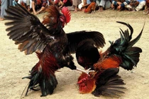 Công an đột kích sới gà, 50 người tháo chạy