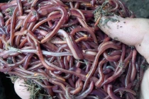 Từ giun quế đến phân bón rau