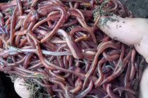 Từ giun quế đến phân bón rau