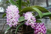 Hoa lan phù hợp với khí hậu miền Nam